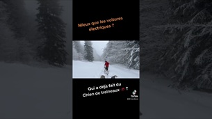 Qui a déjà fait du chien de traîneaux ?