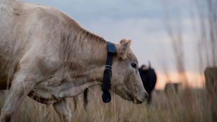 Ces vaches sont connectées en direct par satellite via Starlink