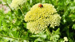 Ce curieux bug fait planter l'iPhone