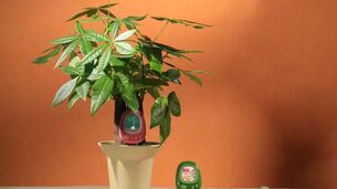 Un tamagotchi trop mignon pour entretenir ses plantes !