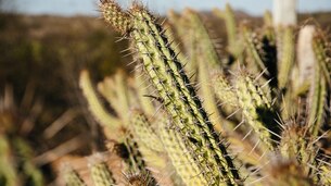 Des collégiens piégés ! Qu’est-ce que l’opération Cactus ?