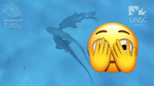 Des requins filmés pour la première fois en plein plan à trois (l’ARCOM en PLS)