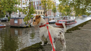 PlayDogs, un Strava canin avec un outil inédit pour maîtres sportifs