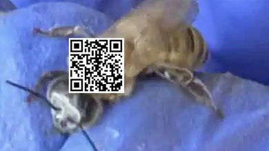 Des QR codes sur 32 000 abeilles, et si vous en scannez une...