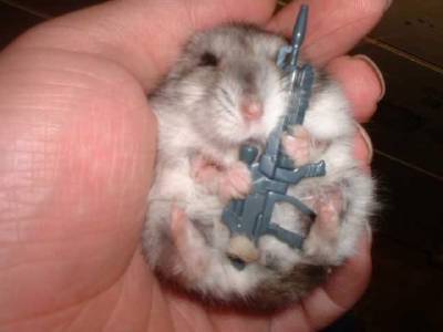 Rebellion in HamsterLand !
