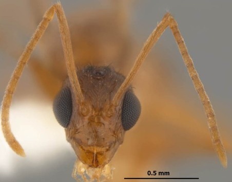 Les fourmis folles qui menacent les appareils électroniques
