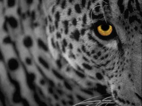 Leopard : annonce demain !