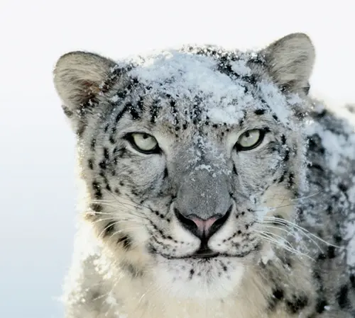 Un Léopard des neiges végétarien