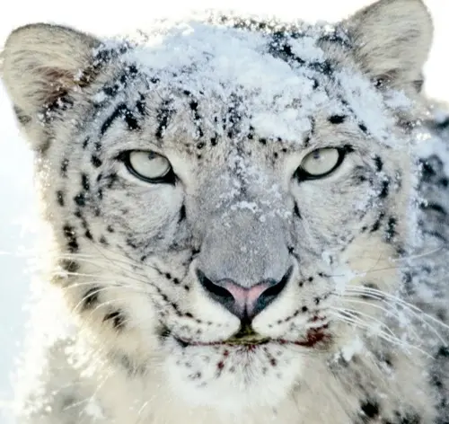 Un Léopard des neiges végétarien