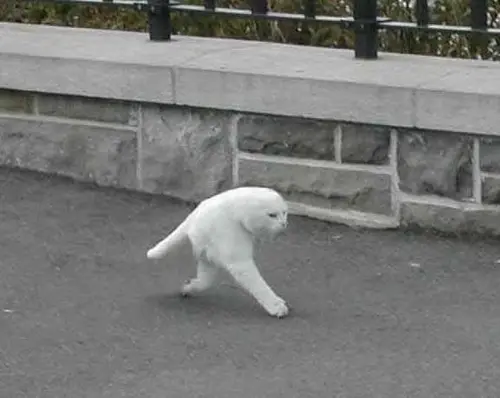 L'image du jour : quand StreetView crée une nouvelle espèce animale