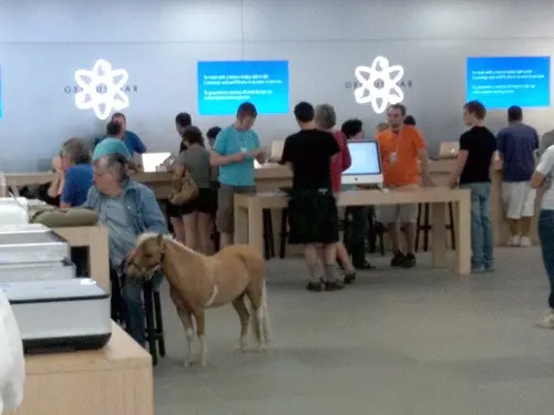 Insolite : il a amené son cheval à l'AppleStore