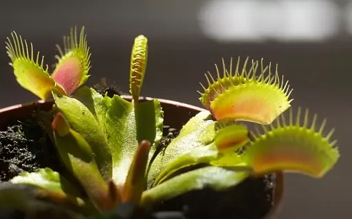 Apple plante des arbres (et protège des plantes carnivores et des papillons)