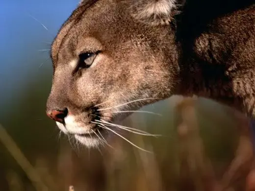 3 millions de téléchargements pour Mountain Lion