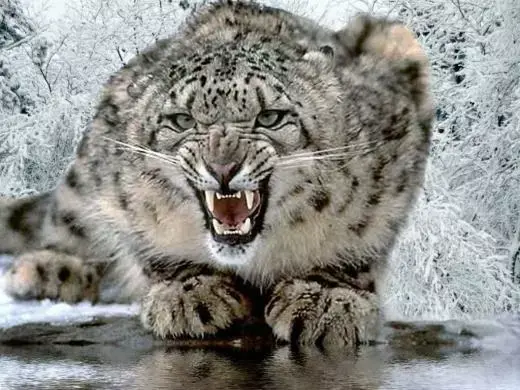 Snow Leopard est-il "en fin de vie" ?