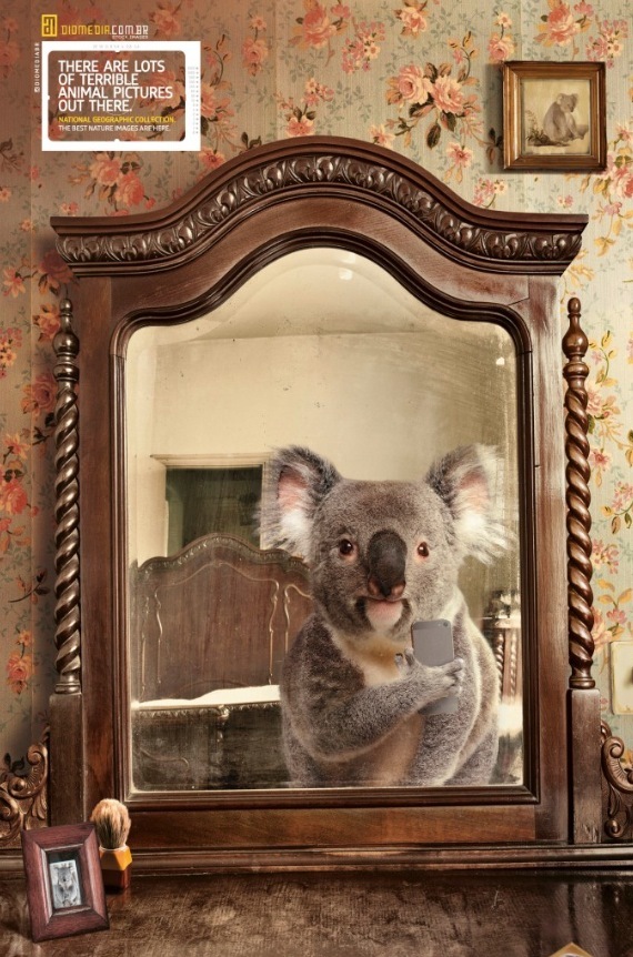 Un koala fait un selfie dans un miroir pour National Geographic