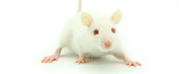 Plusieurs solutions au cas où le pointeur de la souris disparait de votre Mac