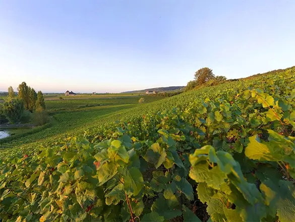 Chambolle-Musigny !