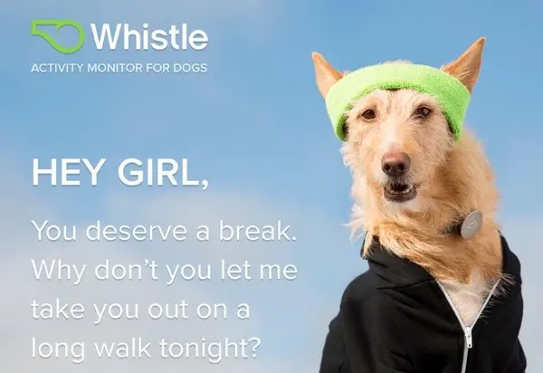 Les traqueurs pour chiens de Whistle appartiennent désormais à Mars