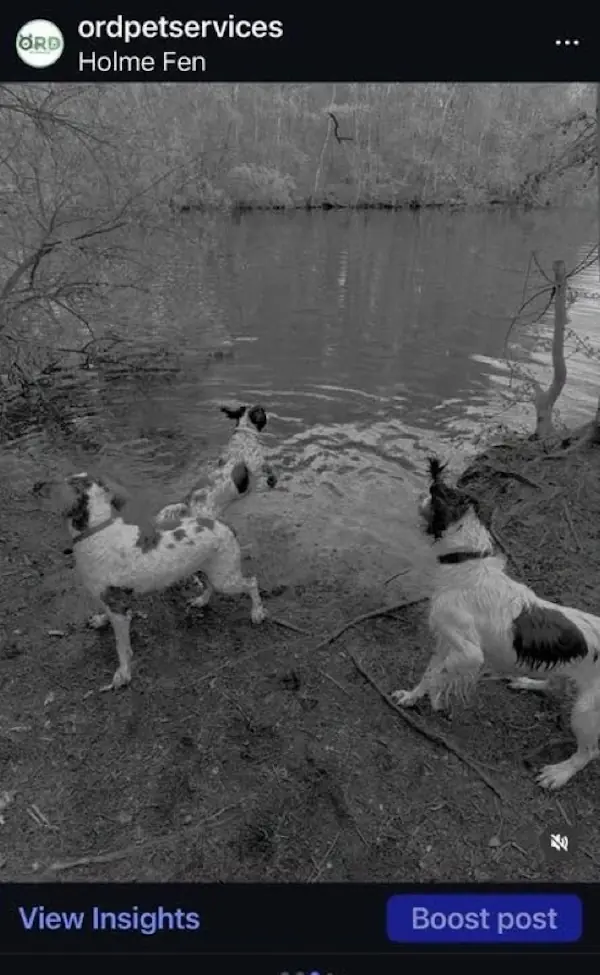 Instagram&nbsp;: un bug transforme des photos en noir et blanc