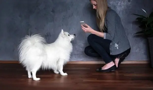 Contrôler son chien à distance avec son iPhone grâce à Pet Remote