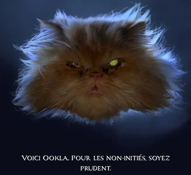 Speedtest : un Easter egg perpétue la légende du chat Ookla