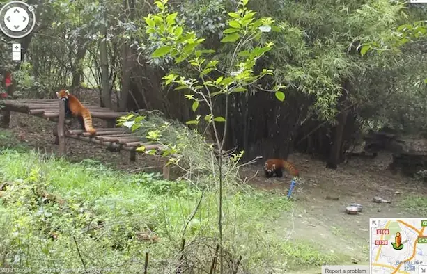 Google Street View vous emmène au zoo