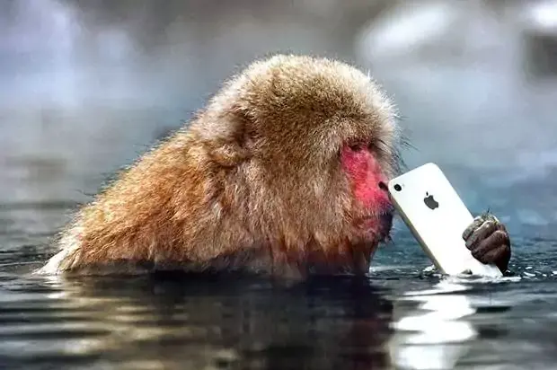 L'image du soir : quand un singe pique l'iPhone d'un touriste !