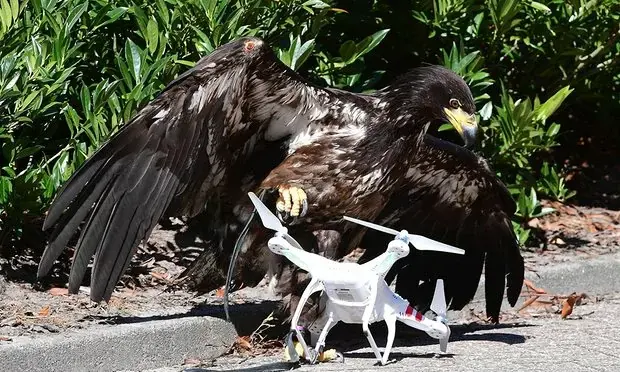 En Hollande, la police chasse les drones avec des aigles