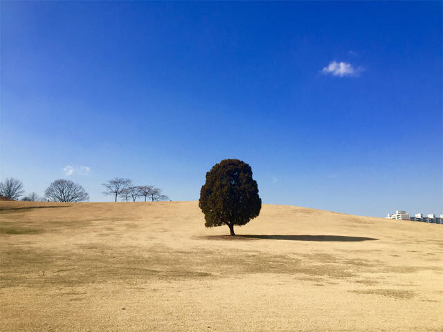 La campagne "Photographié avec l'iPhone 6" récompensée à Cannes