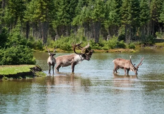 Du wifi dans les parcs naturels canadiens pour attirer une clientèle hyper connectée