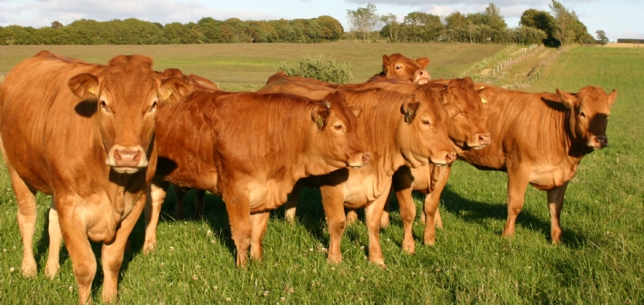 Le centre R&D danois d'Apple sera alimenté par des bouses de vaches