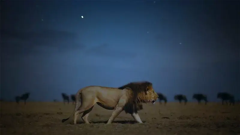 Earthsound : une nouvelle série de documentaires animaliers arrive sur Apple TV+