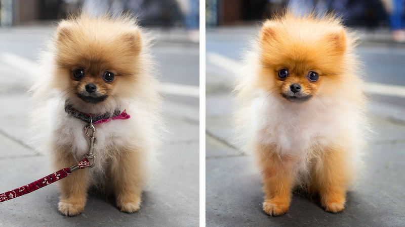 Illustration : Adobe dévoile Photoshop Elements et Premiere Elements 2022