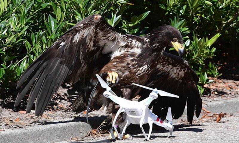 Illustration : En Hollande, la police chasse les drones avec des aigles