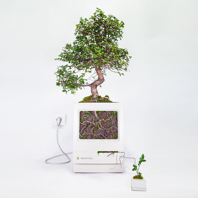 Illustration : Quand planter des fleurs dans une pomme devient une œuvre d'art