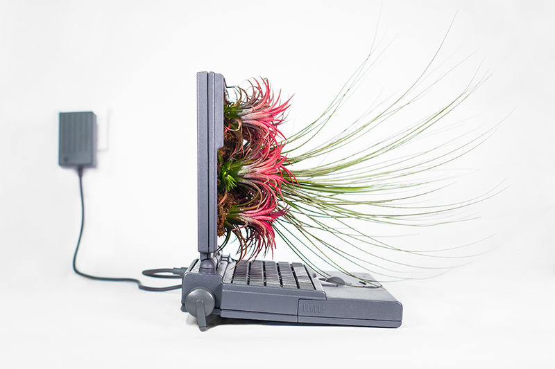 Illustration : Quand planter des fleurs dans une pomme devient une œuvre d'art