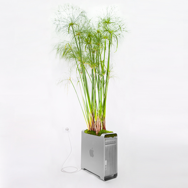 Illustration : Quand planter des fleurs dans une pomme devient une œuvre d'art