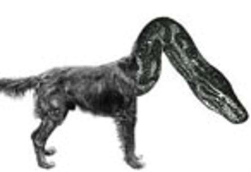 Illustration : Python et Objective-C