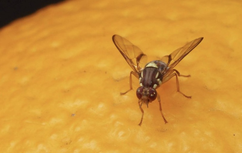 Illustration : Souriez, vous êtes filmés ! L'auteur du malware FruitFly aurait été arrêté