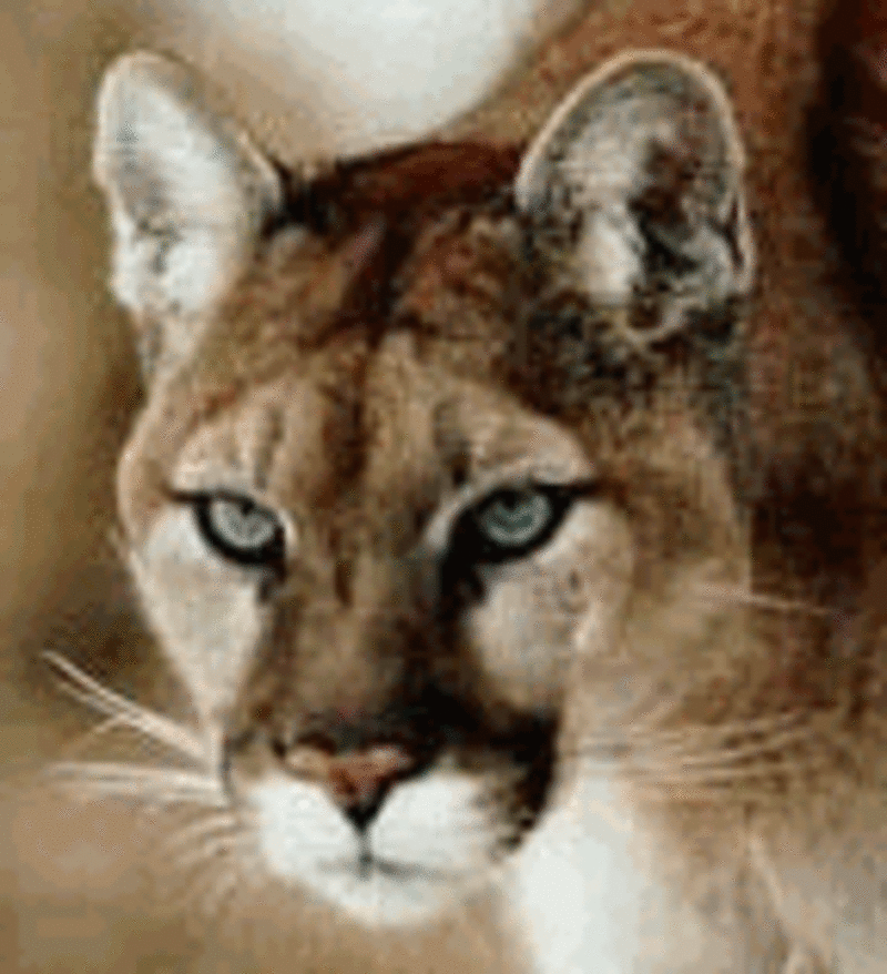 Illustration : Cougar....