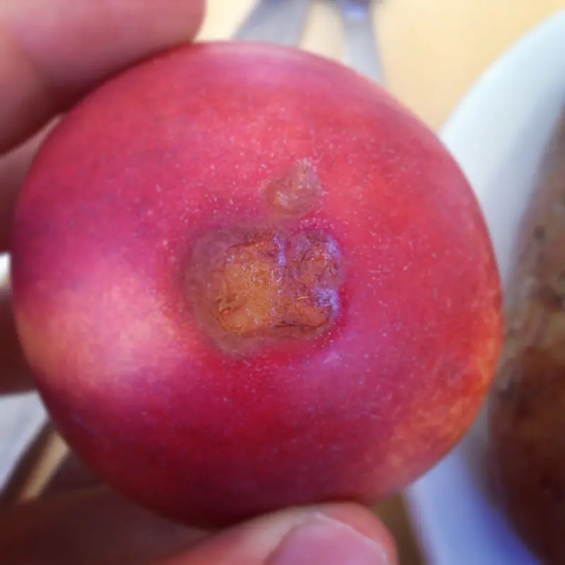 L'image du jour : une Pomme peut apparaitre sur une nectarine