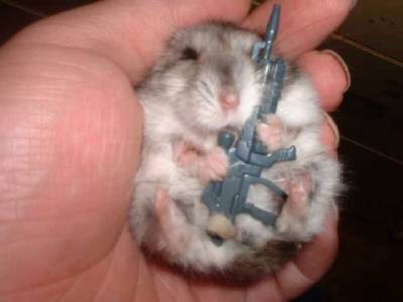 Illustration : Rebellion in HamsterLand !