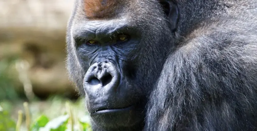 Saphir : le verre Gorilla crie maman, pleure beaucoup