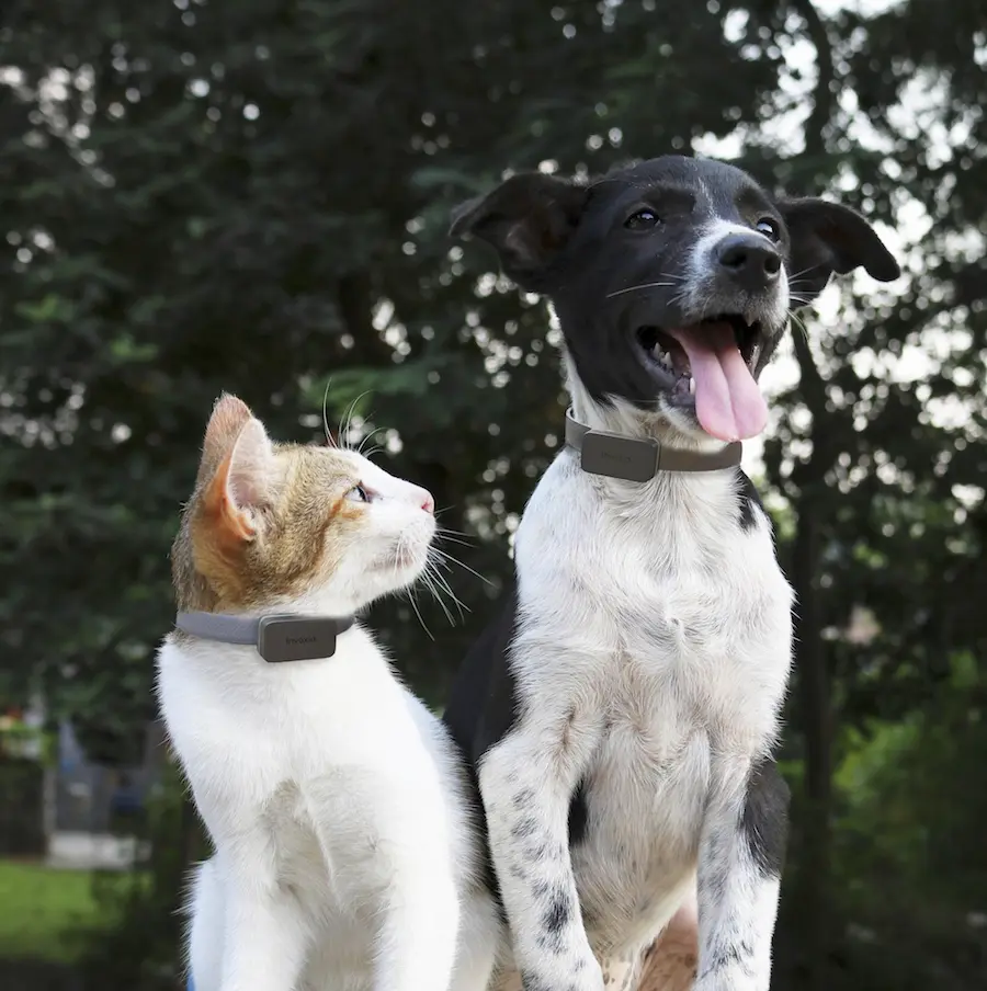 Invoxia lance un traceur GPS (sans carte SIM) pour les animaux de compagnie