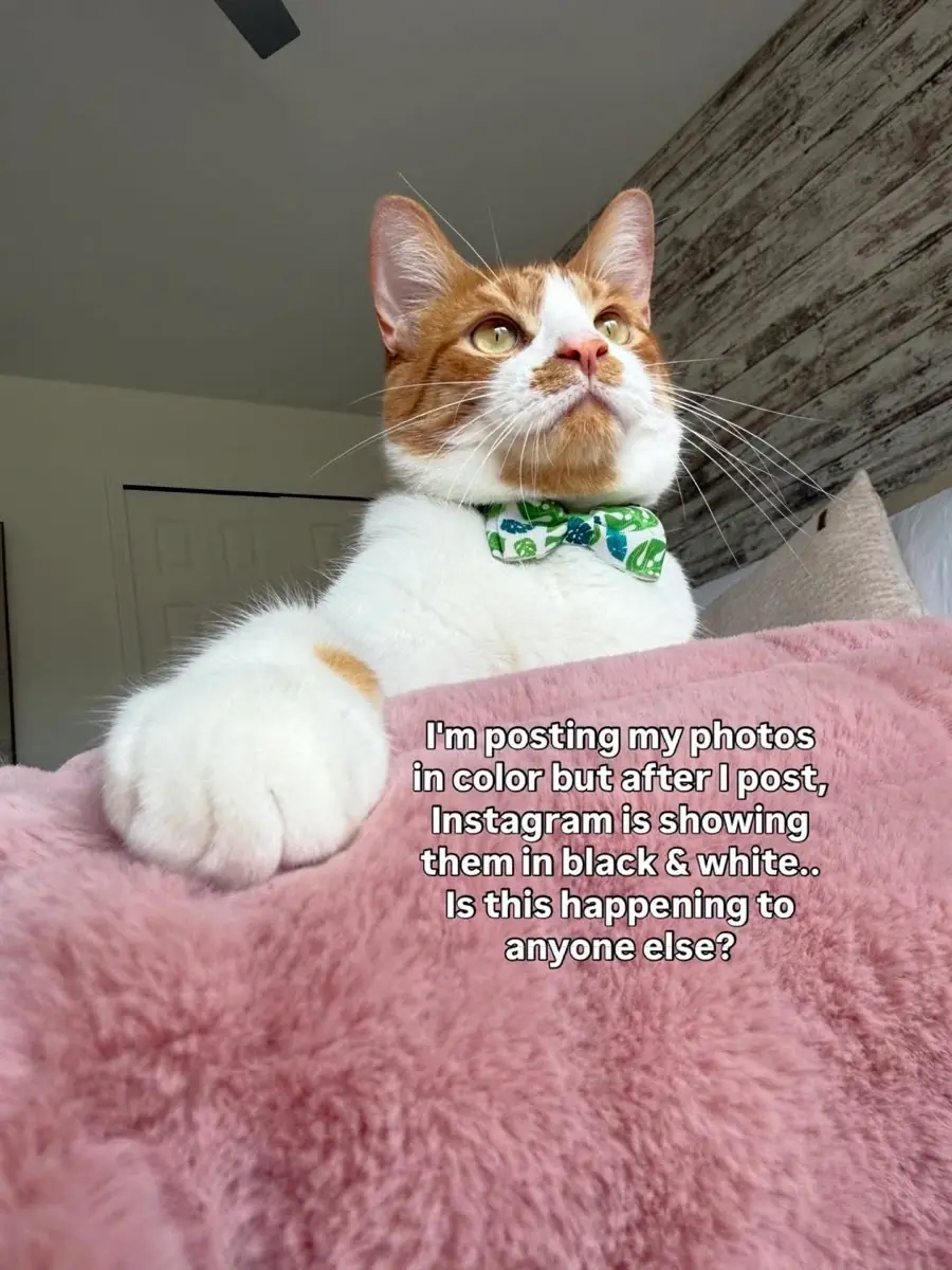 Instagram&nbsp;: un bug transforme des photos en noir et blanc