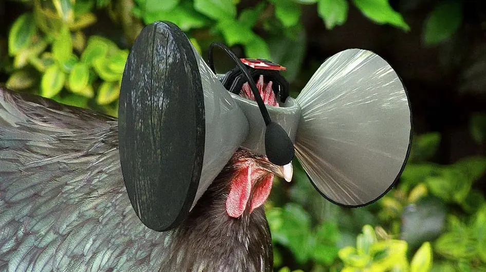 Un casque de réalité virtuelle pour faire croire aux poulets qu'ils sont élevés en plein air