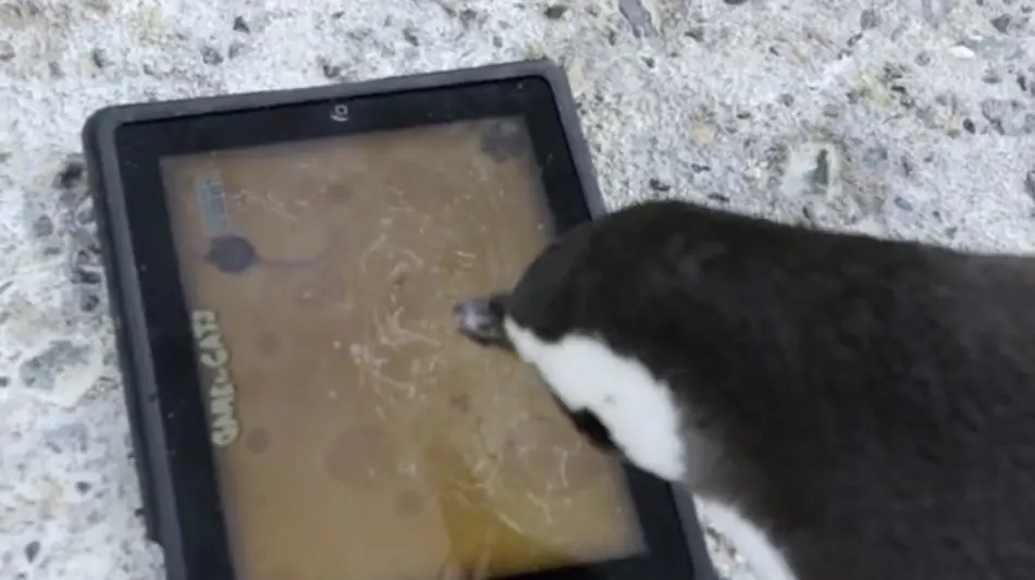 Insolite : quand un jeu sur iPad pour chats aide des manchots à se reproduire