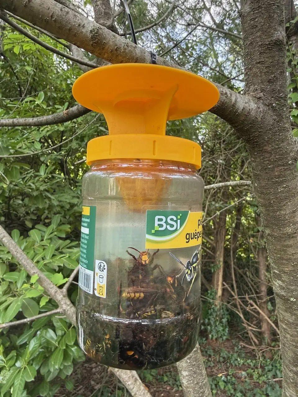 Les meilleurs produits efficaces pour pi&egrave;ger gu&ecirc;pes et frelons asiatiques