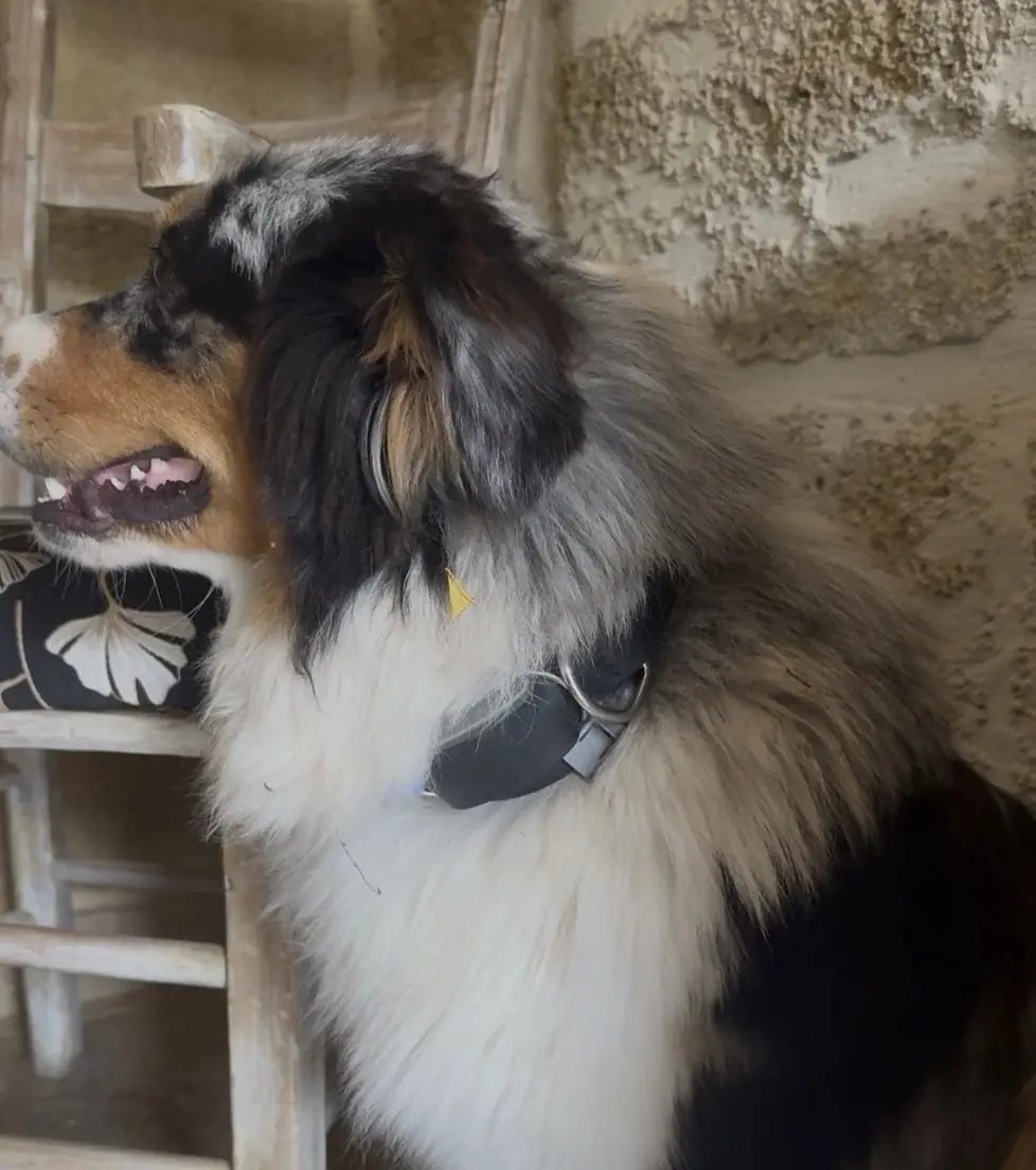 Petit test de l'Invoxia Biotracker&nbsp;: pour ne plus perdre son chien et surveiller sa sant&eacute;